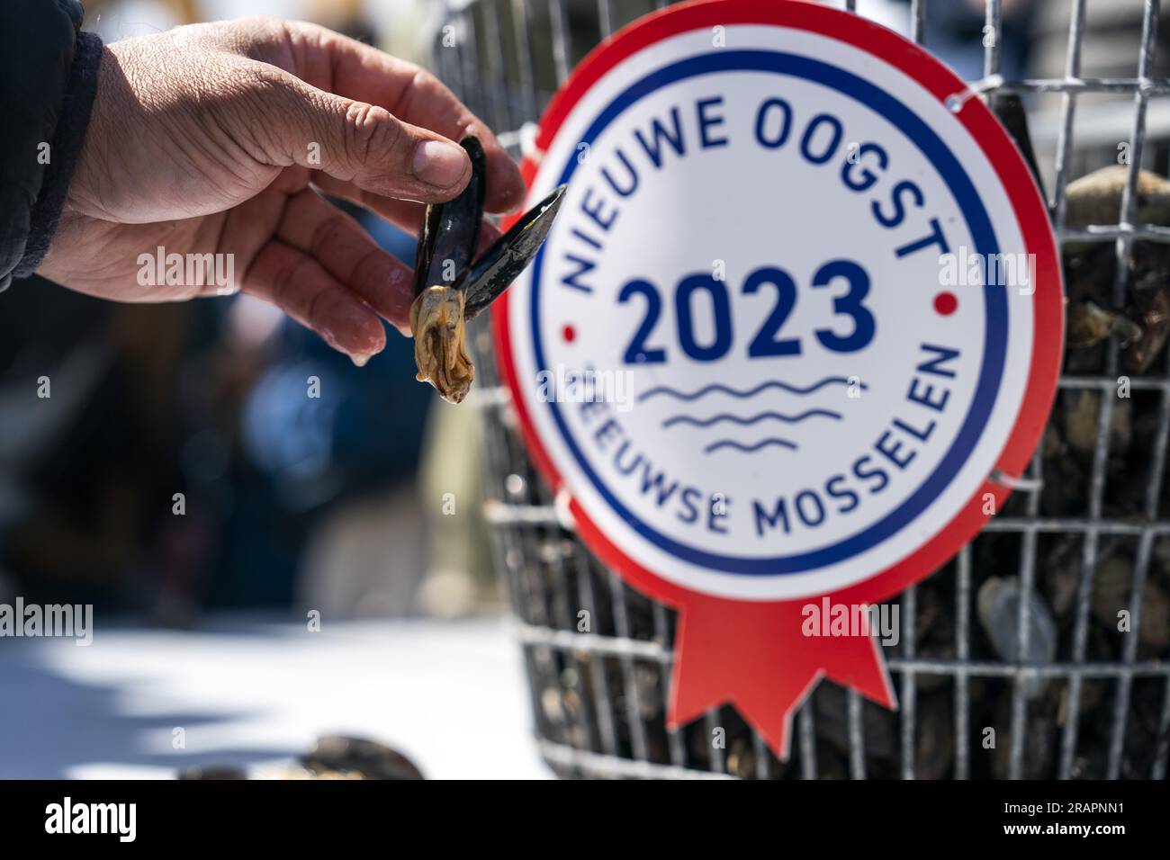 YERSEKE The mussel season has officially started with the collection