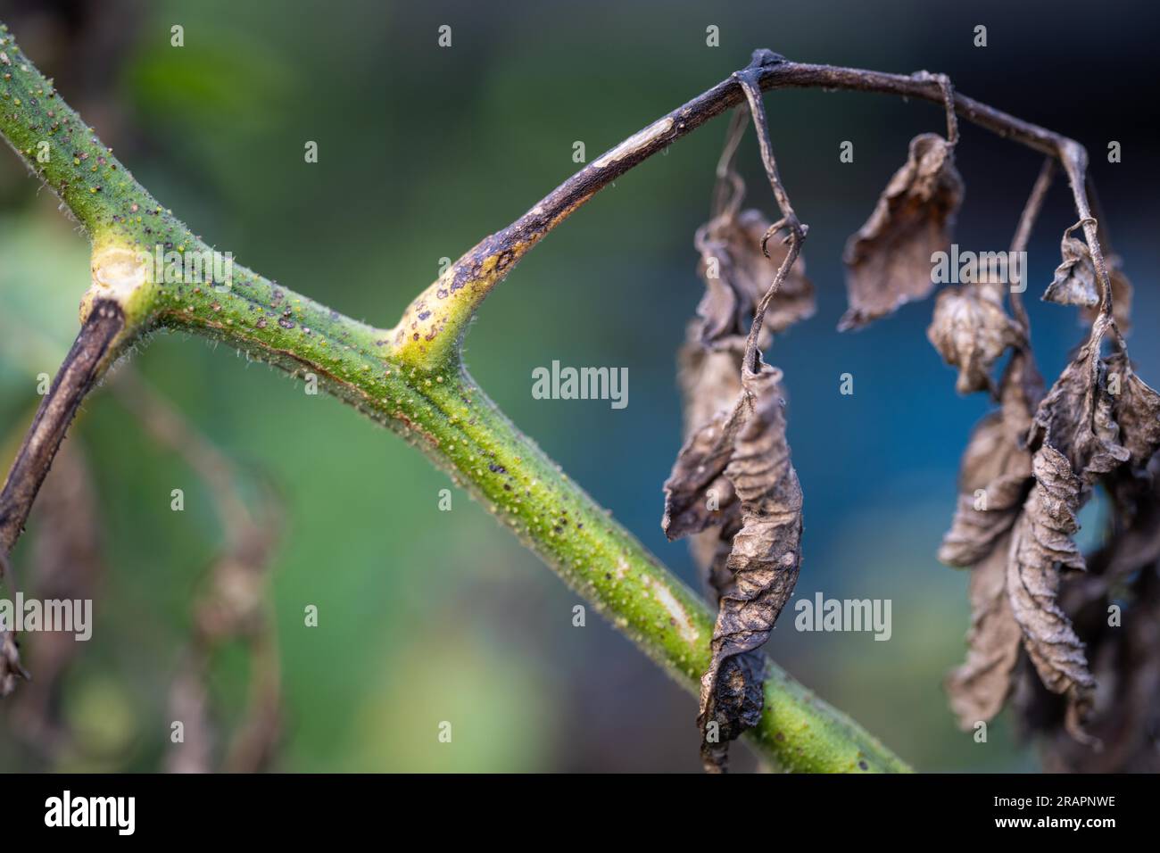 wilting tomato leaves on a vegetable garden in australia in spring Stock Photo