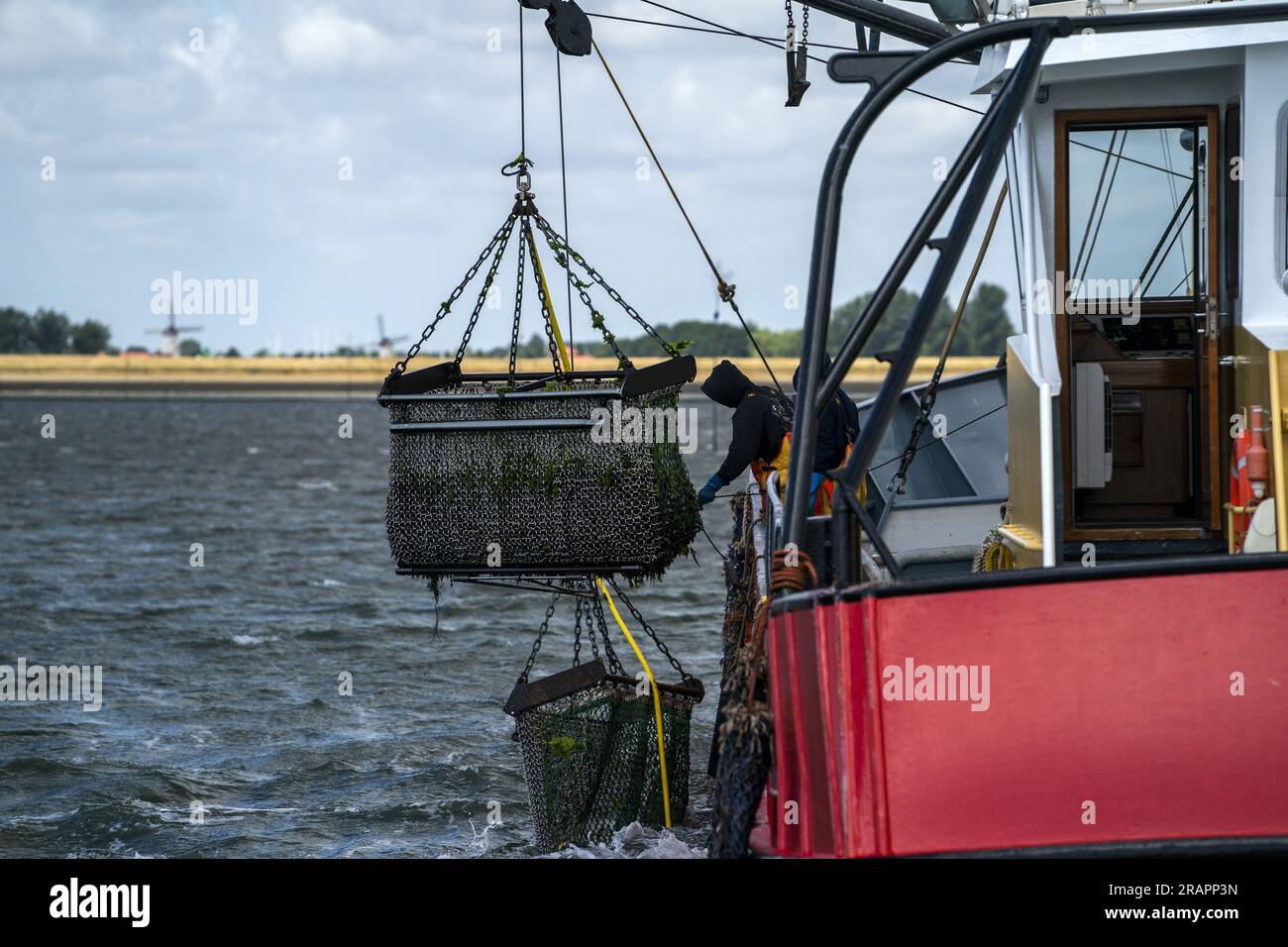 YERSEKE Mussels are fished up on the Oosterschelde. The mussel season has officially started