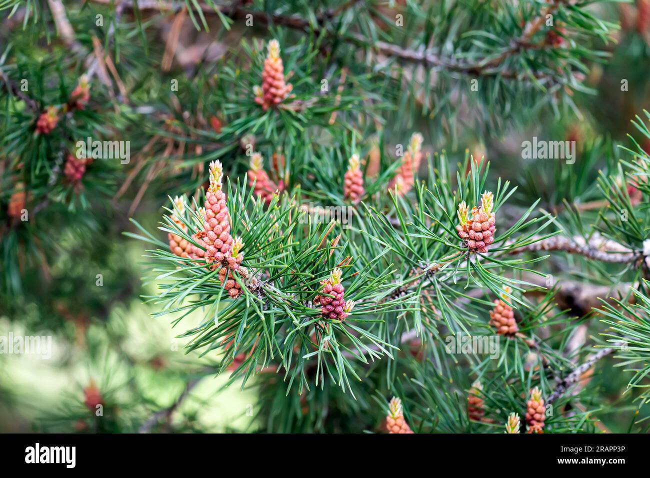 Mountain pine tree Pinus Mugo with buds, long branch and coniferous. Mughus pumilio cultivar dwarf in rock park. Composition pinaceae landscaping in j Stock Photo