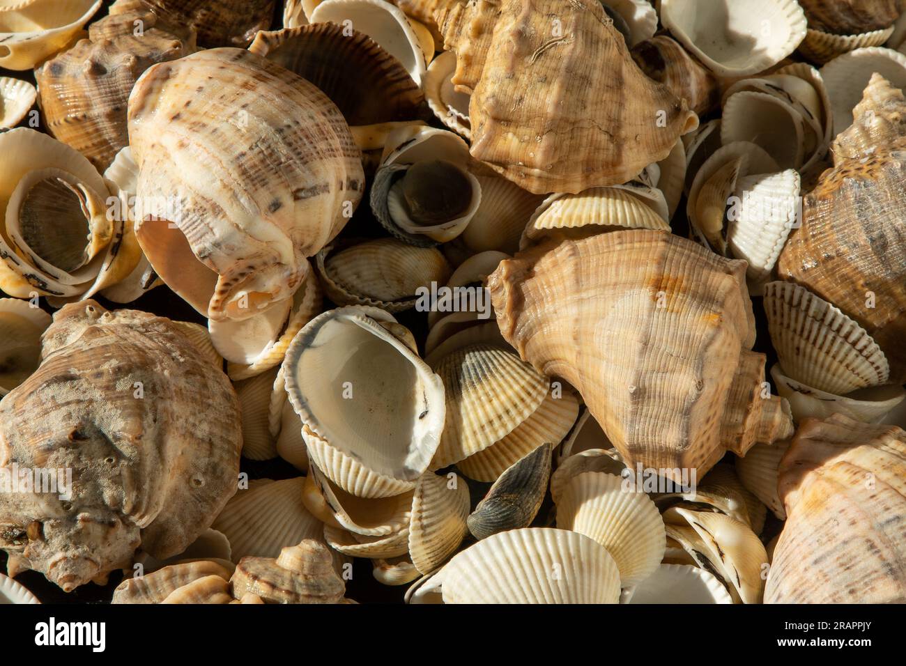 Sea shells on the beach. Summer background. Rapan shell top view. Beige light color. Aesthetic minimalism. Nature beauty. Mixed multi colorful seashells. Seashell different set. Stock Photo