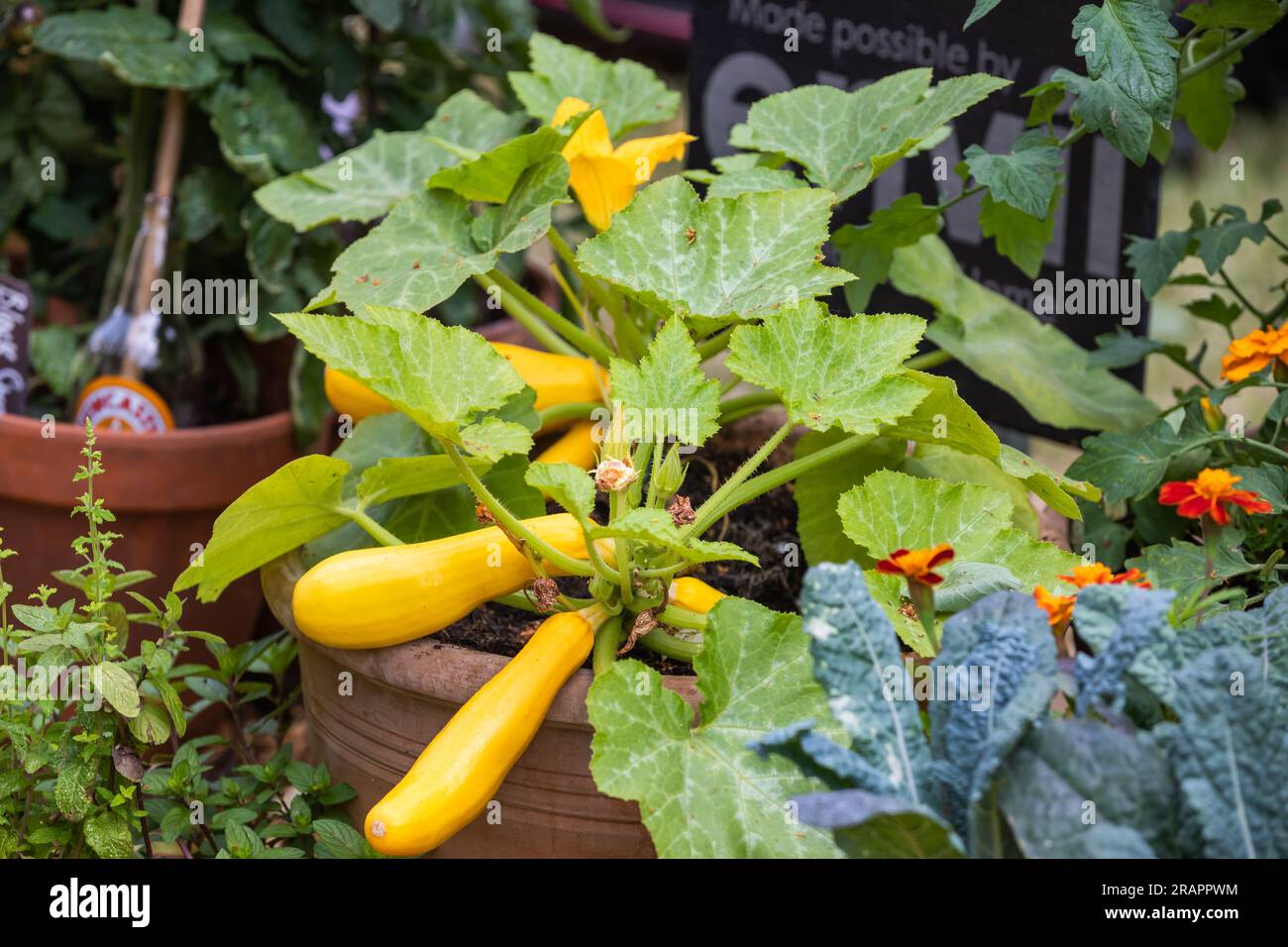 An exhibitor displays her allotment grown fruit and vegetables on the first day of Hampton Court
