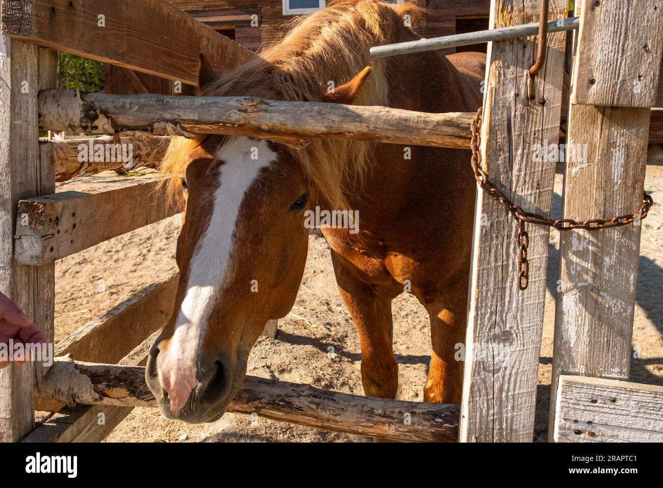 Racecourse concept. Modern animal livestock. Brown horse stallions in