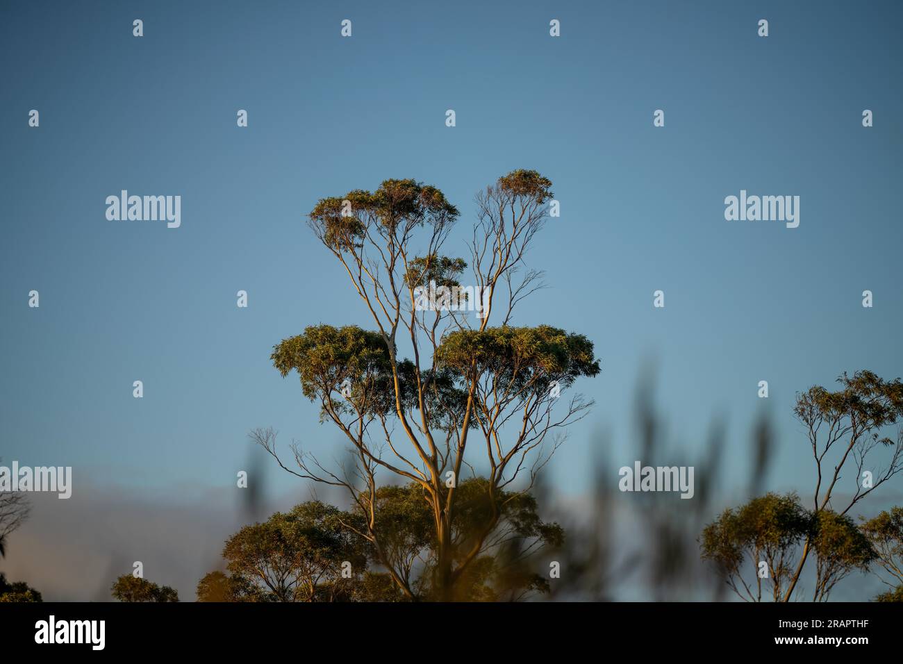 beautiful gum Trees and shrubs in the Australian bush forest. Gumtrees and native plants growing
