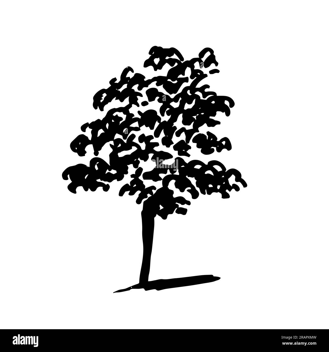 aspen tree Stock Vector
