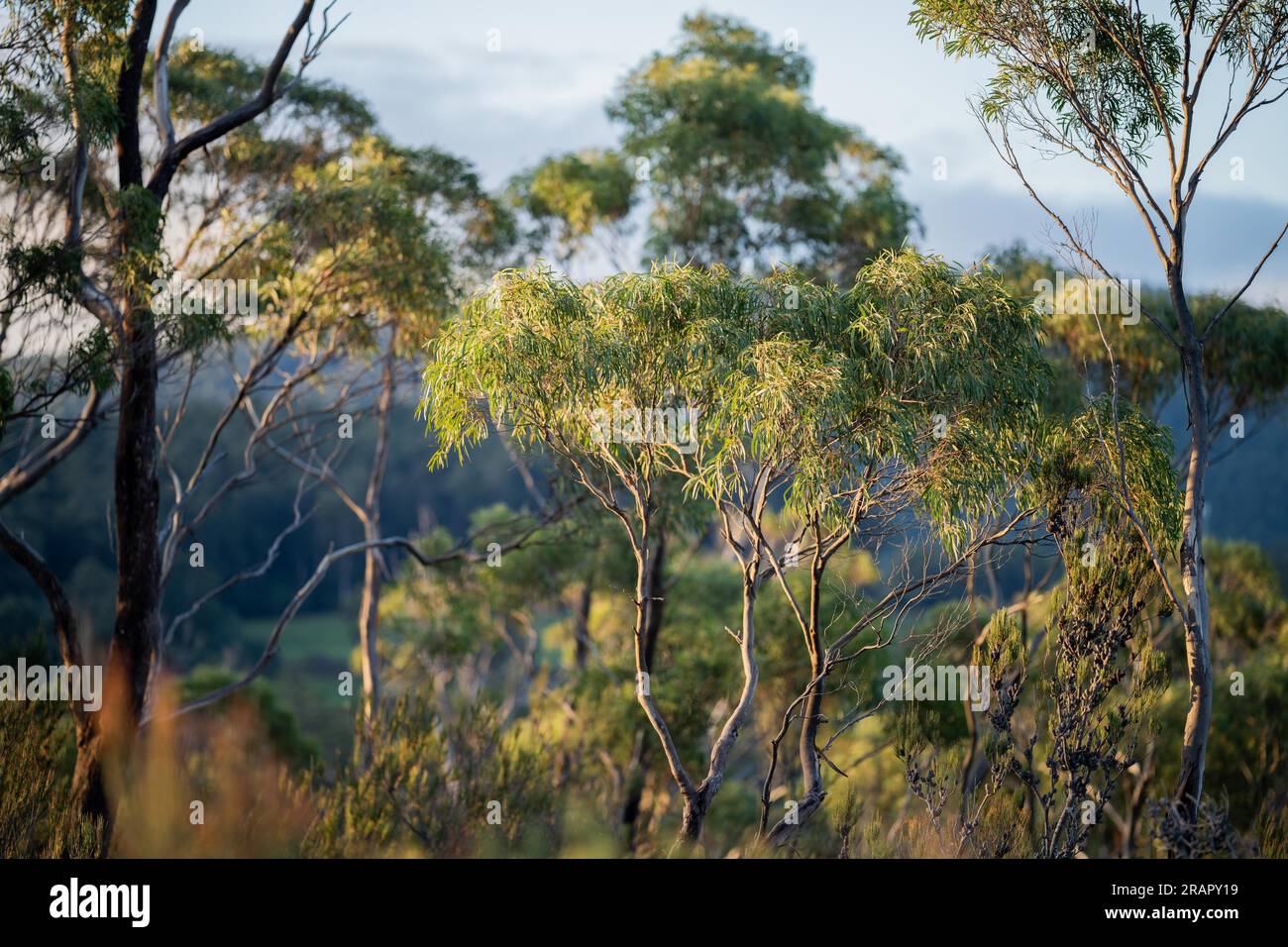 beautiful gum Trees and shrubs in the Australian bush forest. Gumtrees