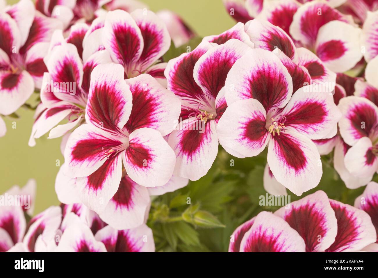 Pelargonium grandiflorum, Royal 'Purple Picotee' Stock Photo