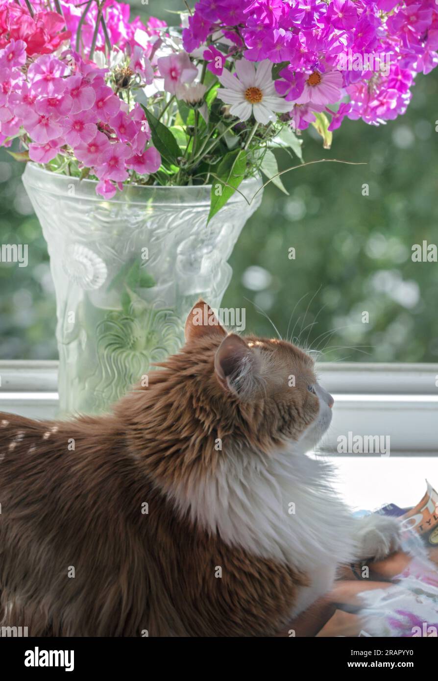 Real pretty adult ginger cat and beauty pink phlox flowers in vase Stock Photo