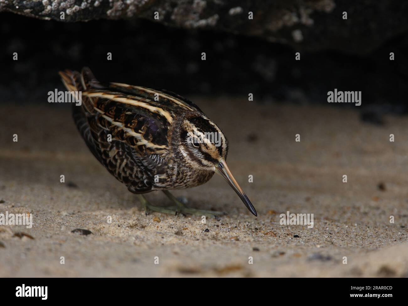 Jack Snipe (Lymnocryptes minimus) freshly arrived migrant adult sheltering by rock on beach  Eccles-on-Sea, Norfolk, UK.            October Stock Photo