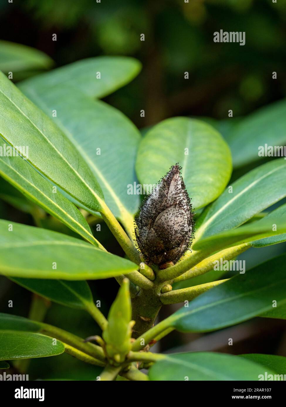 Rhododendron bud blast (Pycnostysanus azaleae) is a fungal disease