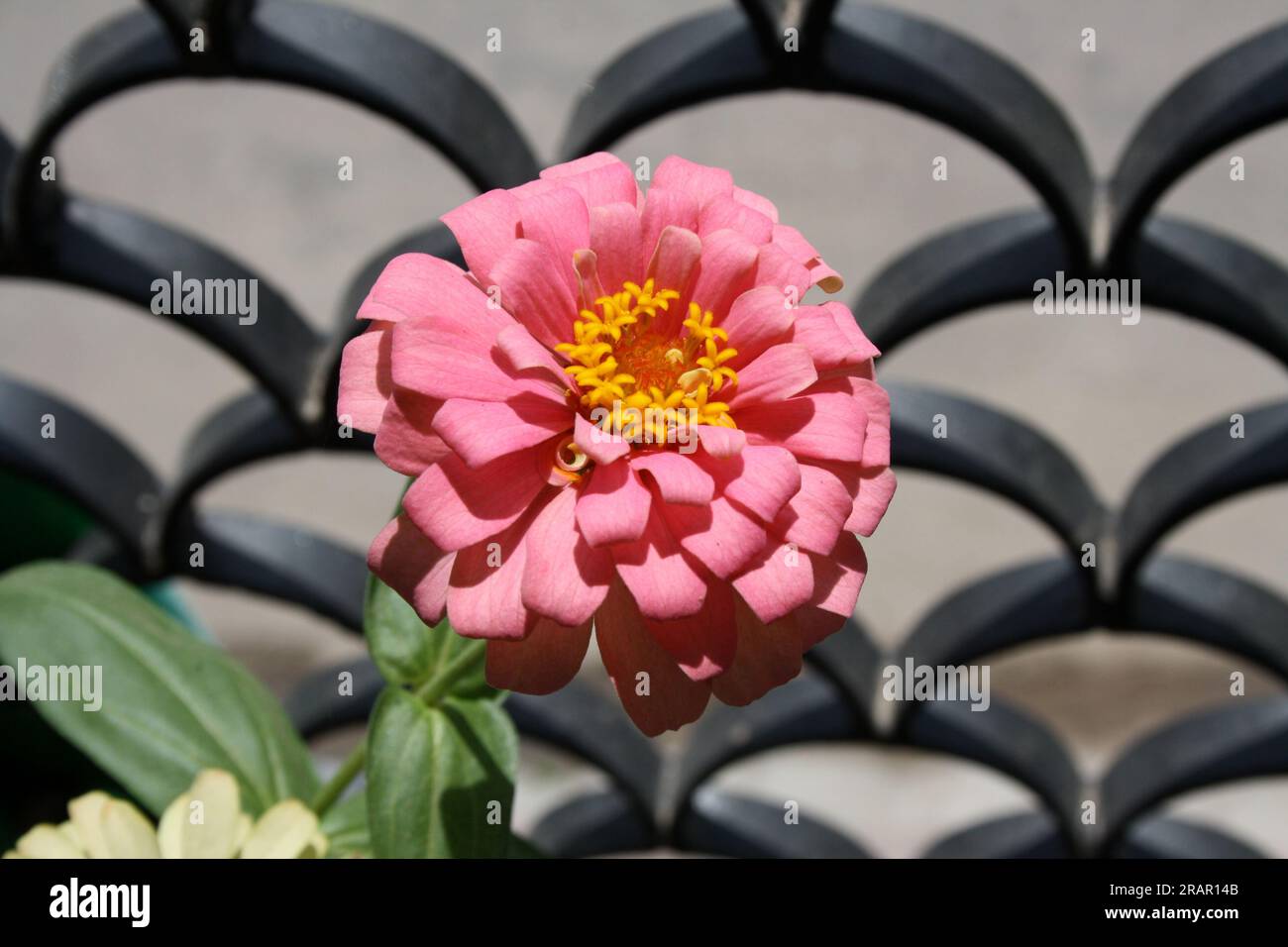 Zinnia elegans giant white hi-res stock photography and images - Alamy