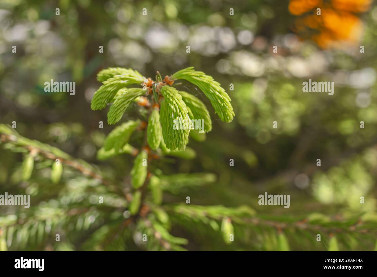 Real pretty young light green shoots on Christmas summer tree Stock Photo