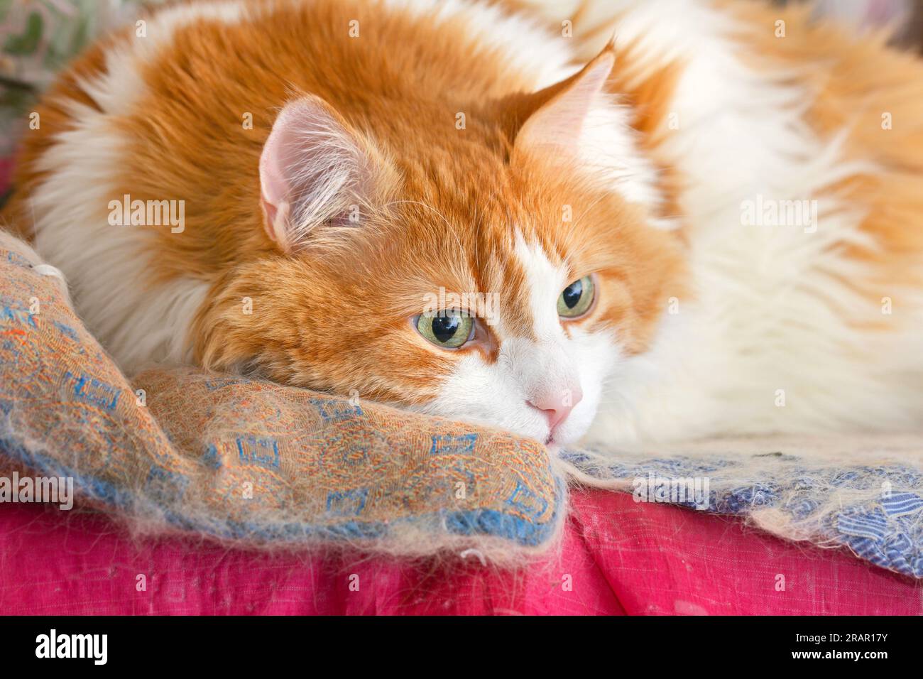 Charming adult red-white haired cat lies in deep own thought Stock Photo