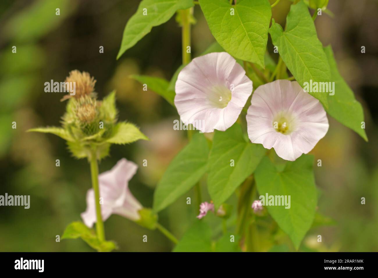 Real pretty blooming pink bindweed on  summer day for happy mood Stock Photo