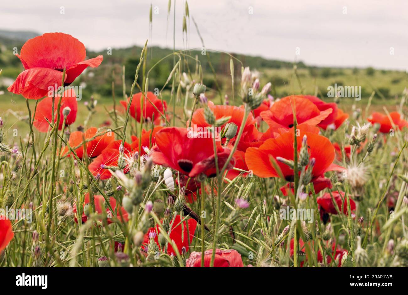 Real pretty scarlet blooming poppies in summer field for good vibes Stock Photo