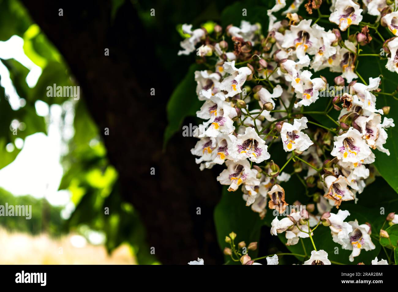 Catalpa tree with flowers and leaves, catalpa bignonioides, catalpa speciosa or cigar tree Stock Photo