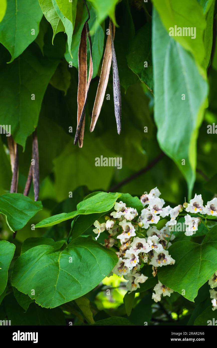 Catalpa tree with flowers and leaves, catalpa bignonioides, catalpa