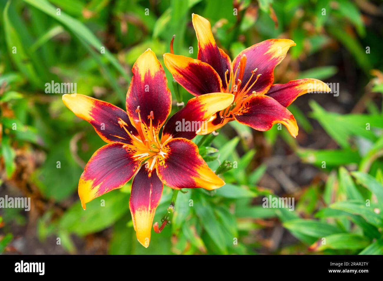 Closeup view of dark maroon and orange petals of Easy Samba lily in ...