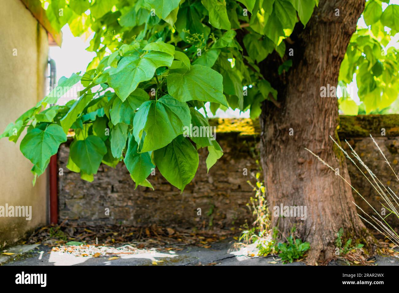 Catalpa tree with leaves, catalpa bignonioides, catalpa speciosa or cigar tree Stock Photo