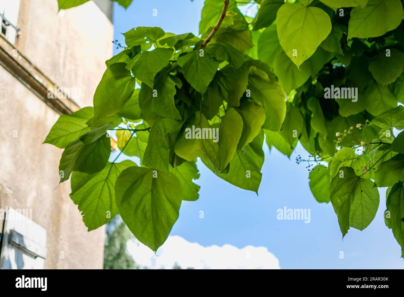 Catalpa tree with leaves, catalpa bignonioides, catalpa speciosa or cigar tree Stock Photo