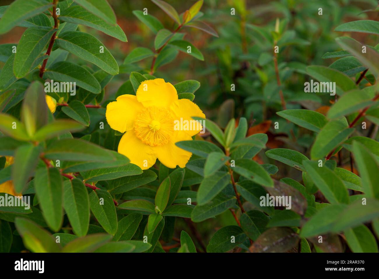 hypericum hidcote flower, monteviale, italy Stock Photo