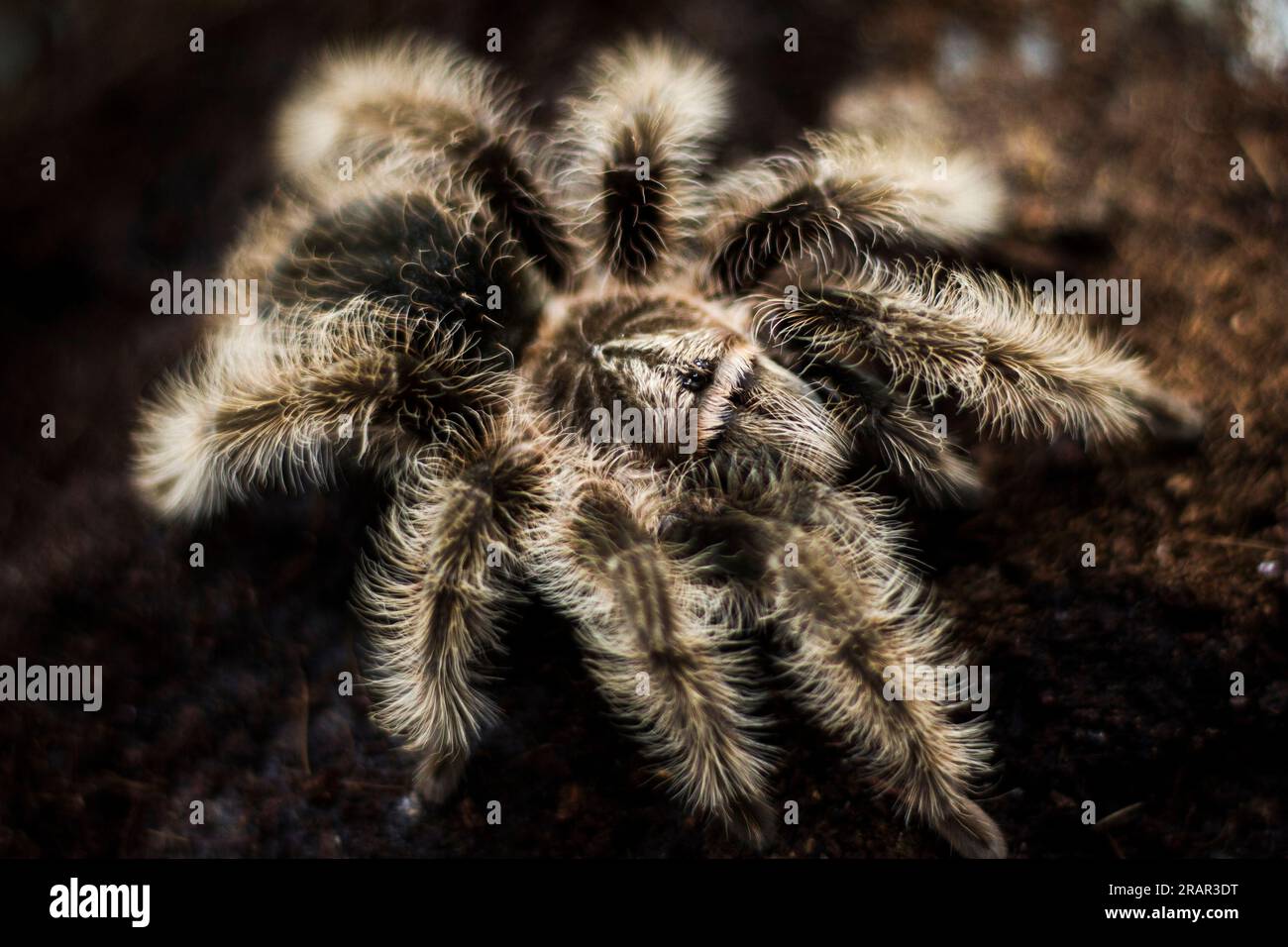 Hairy-legged tarantula spider Tliltocatl albopilosus, formerly Brachypelma albopilosum. Genus Brachypelma. Body size 3 inches, paws 7 inches. The hair Stock Photo
