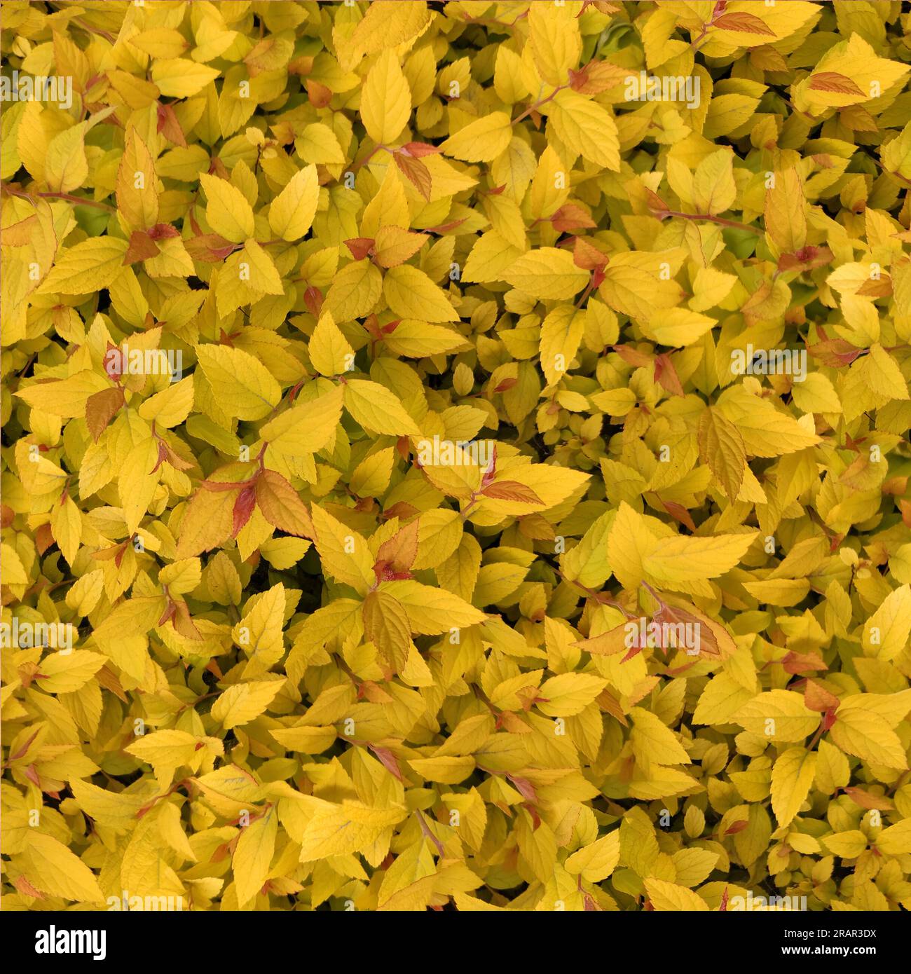 Seamless pattern of yellow background from leaves of barberry ...