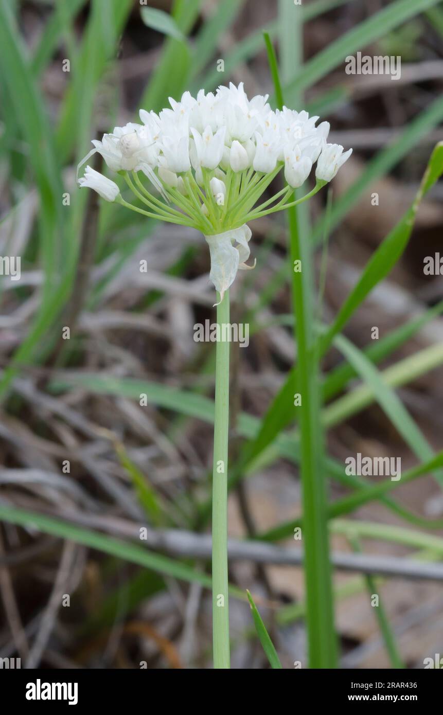 Meadow Garlic, Allium canadense Stock Photo