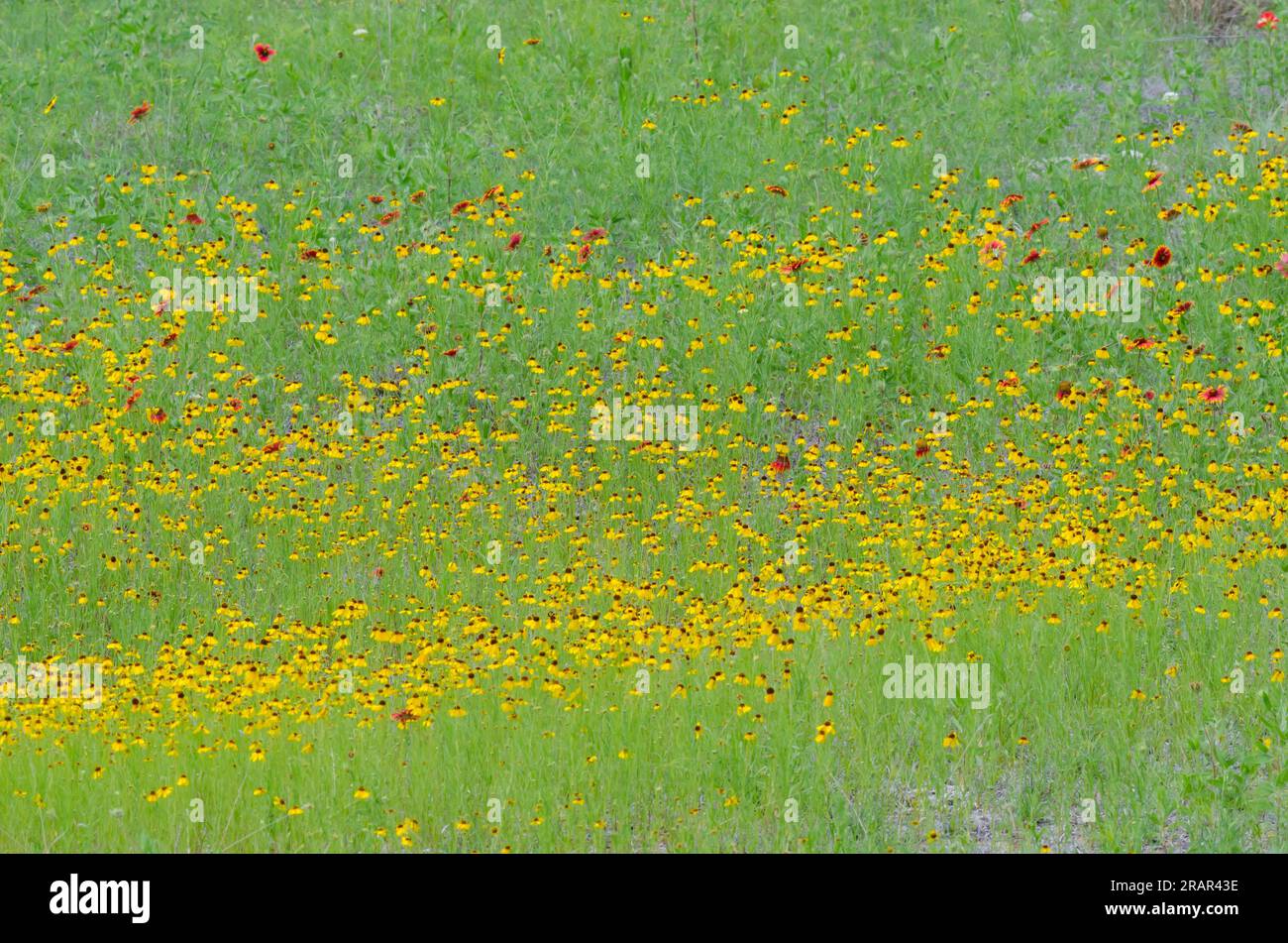 Wildflowers, Brown Bitterweed, Helenium amarum var. badium and Indian Blanket, Gaillardia pulchella Stock Photo