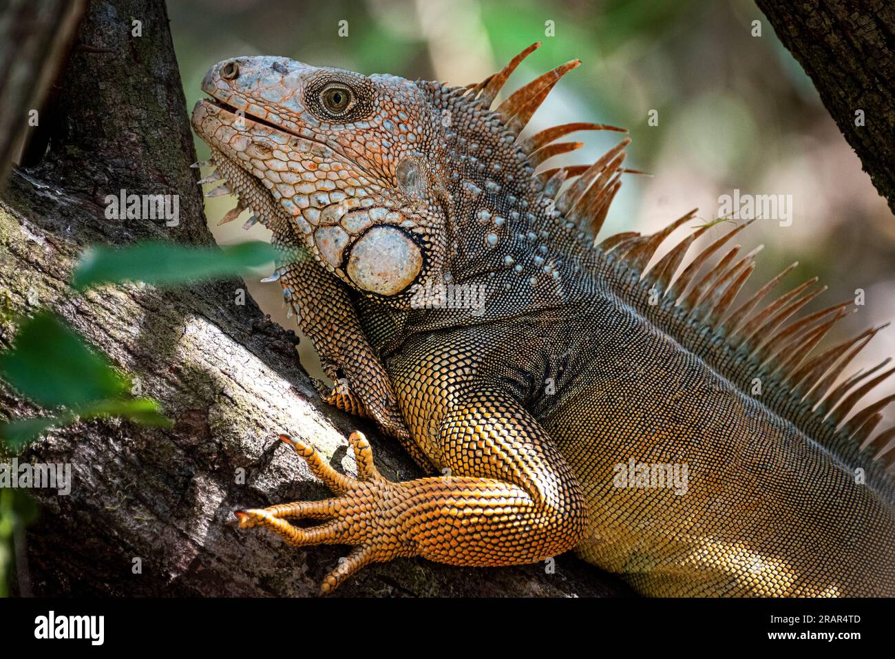 Green iguana close up Stock Photo