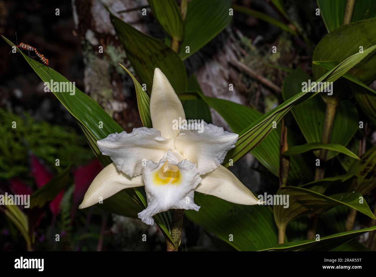 White and yellow sobralia orchid from Panamas cloud forest Stock Photo