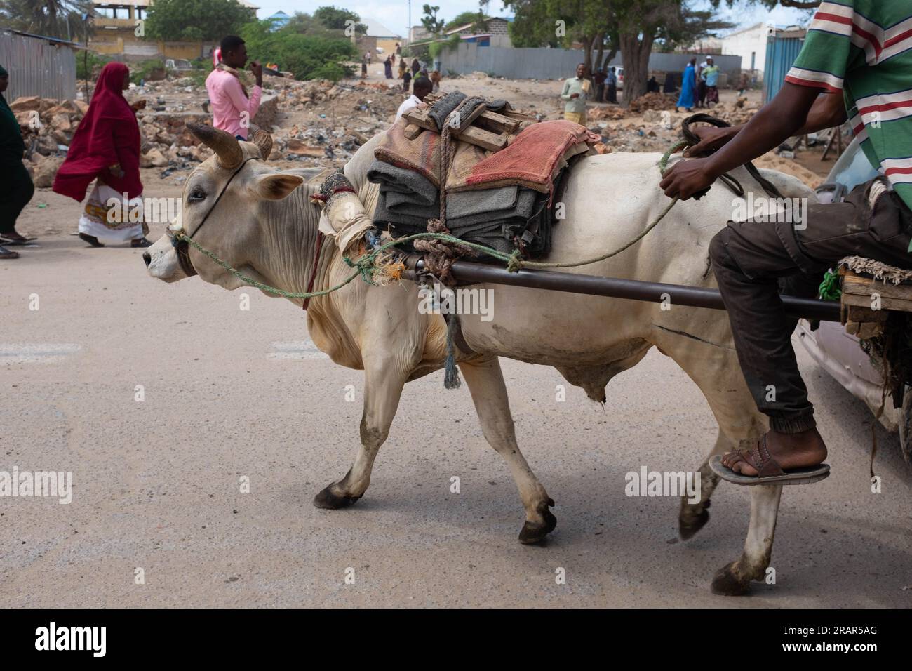 An Ox pulls a cart through the streets of Kismayo in Southern Somalia Stock Photo