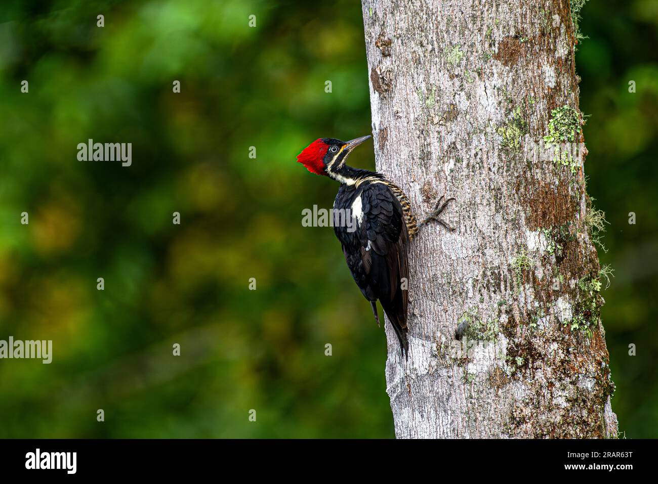 Linadted Lineated Woodpecker on a tree image taken in Panama Stock Photo - Alamy