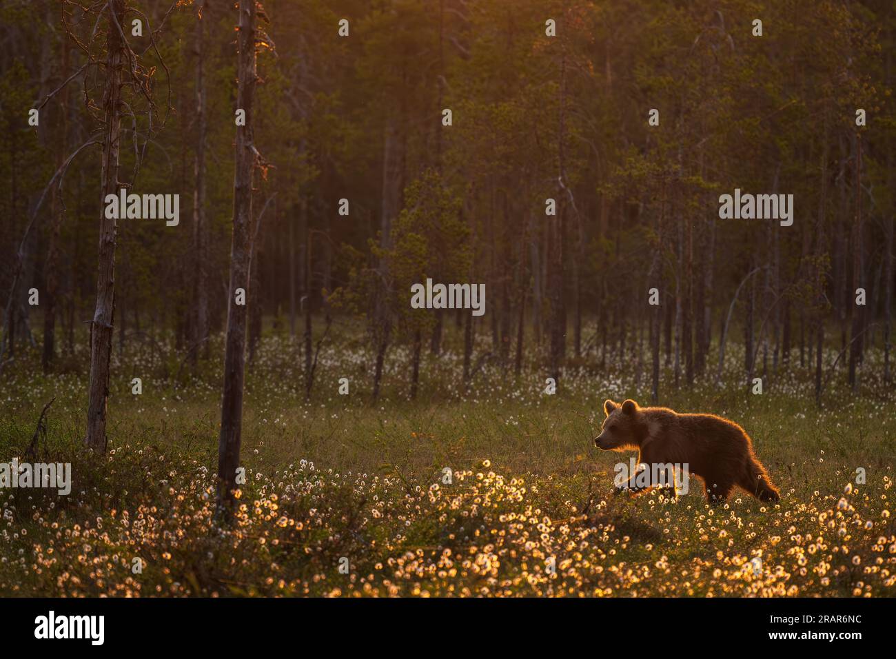 Brown Bear - Ursus arctos large popular mammal in iconic nordic European forest, Finland, Europe. Stock Photo
