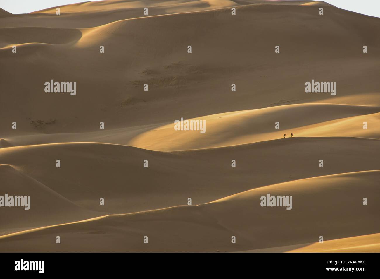 Hikers climbing along an enormous sand dune ridge at Great Sand Dunes National Park and Preserve in the Colorado desert at sunset Stock Photo