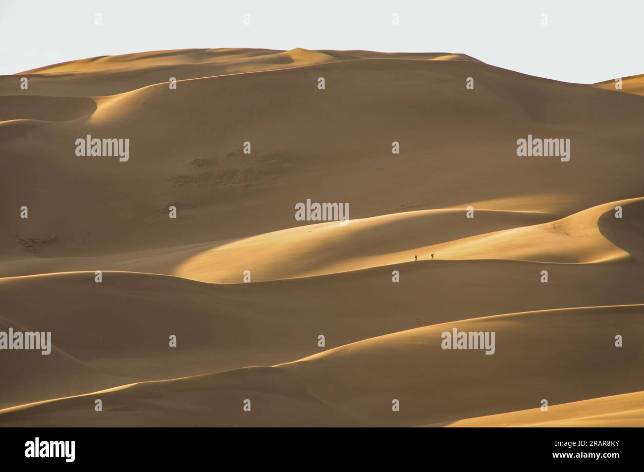 Hikers climbing along an enormous sand dune ridge at Great Sand Dunes ...