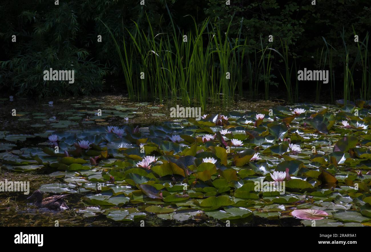 Water lily and lotus leaves on the surface of the pond Stock Photo - Alamy