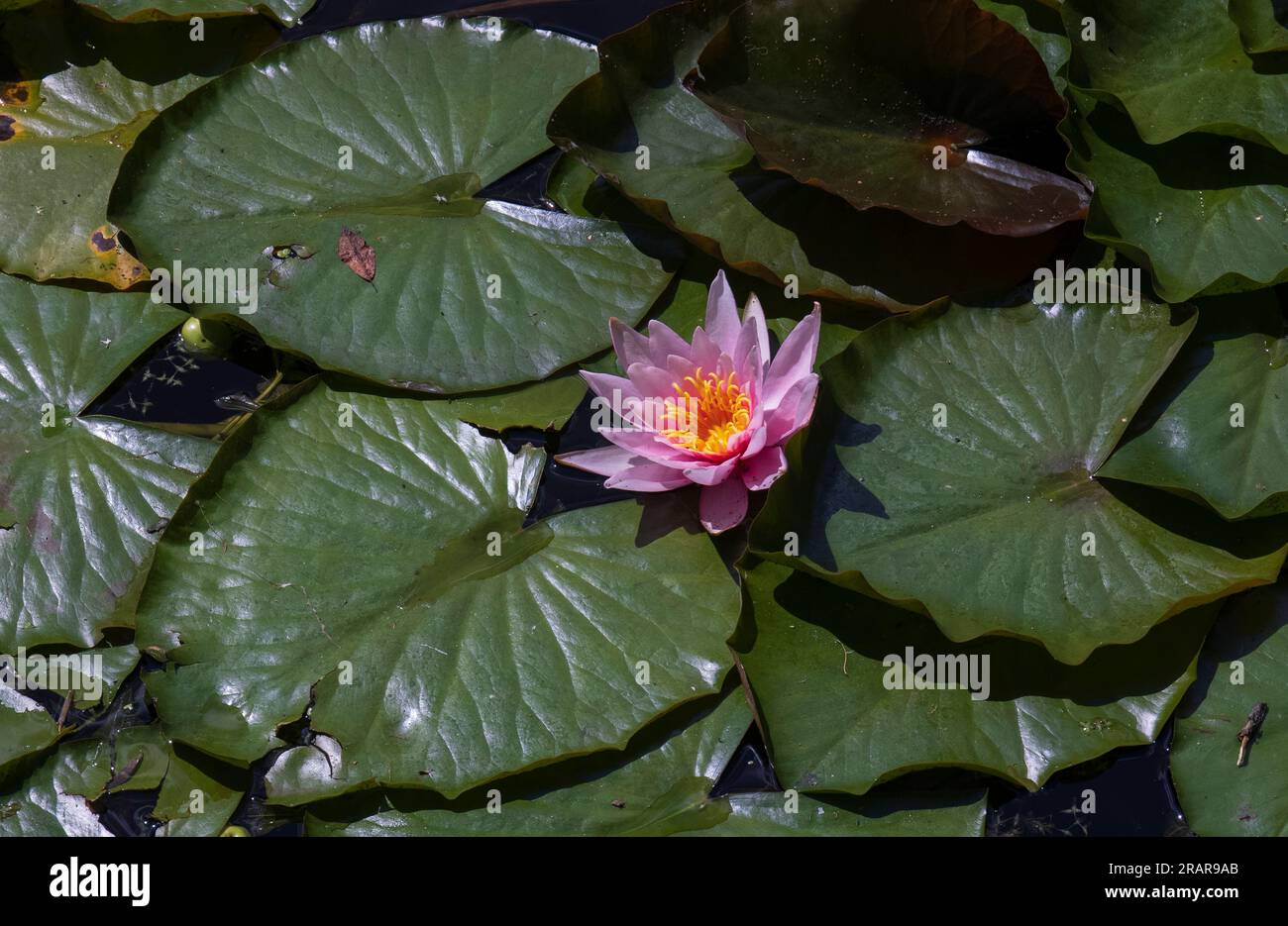 Water lily and lotus leaves on the surface of the pond Stock Photo - Alamy