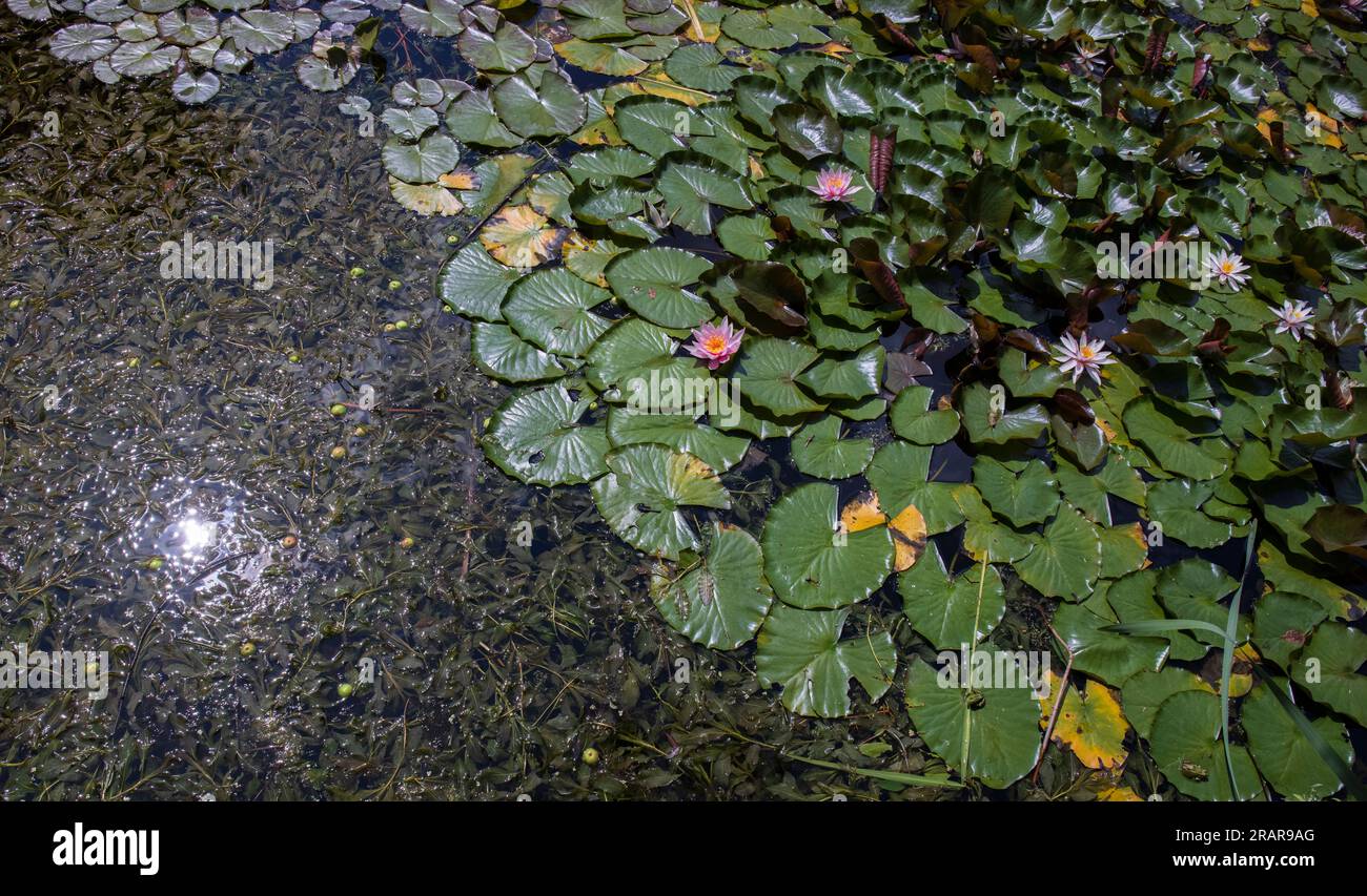 Water lily and lotus leaves on the surface of the pond Stock Photo - Alamy