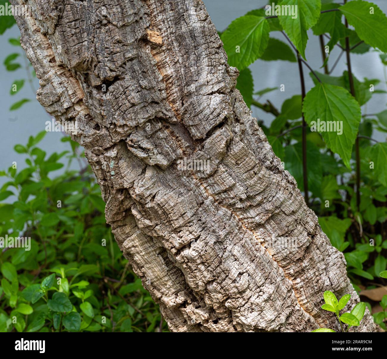 Horizontal close up photo of bark from a cork oak tree. Stock Photo