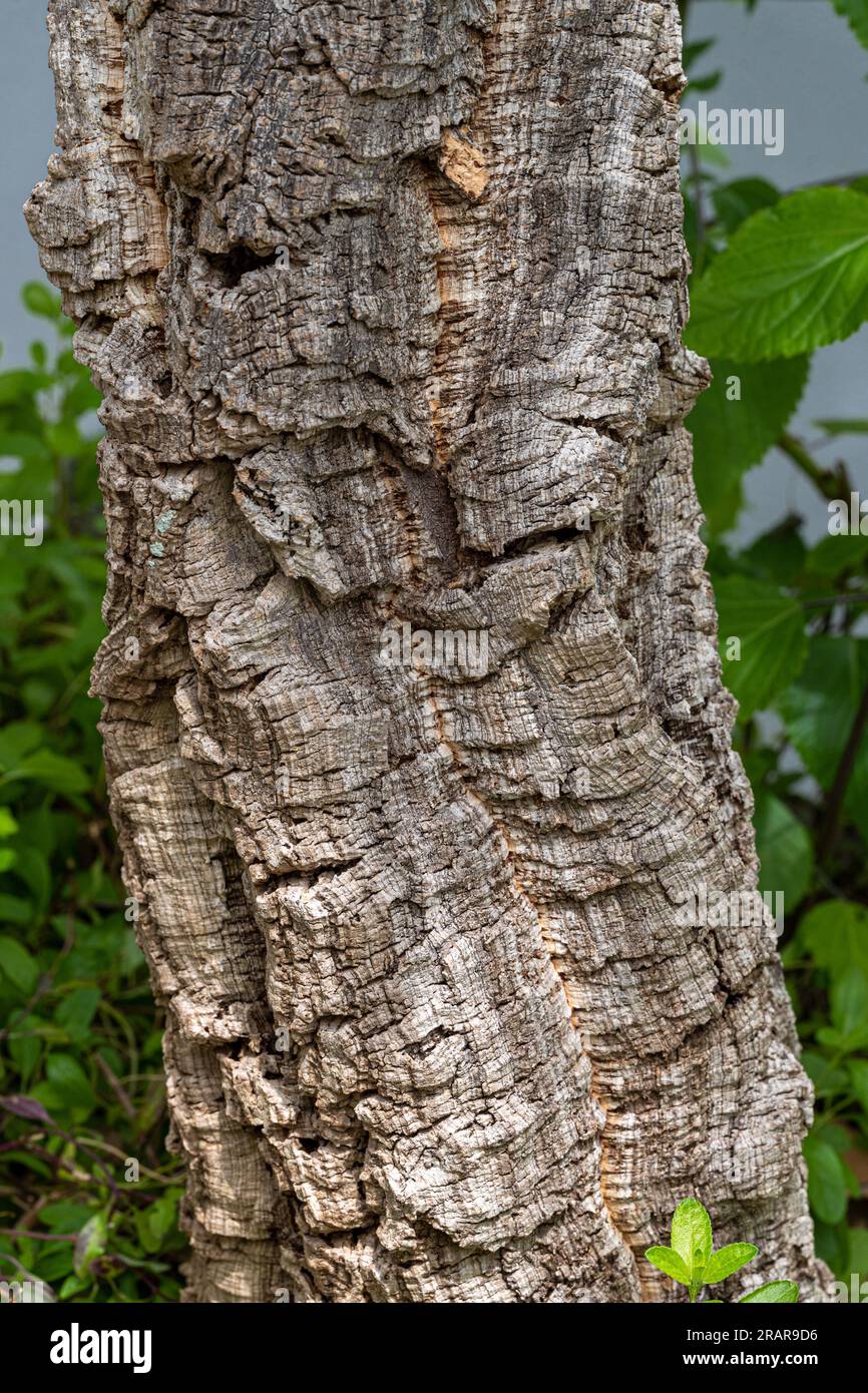 Horizontal close up photo of bark from a cork oak tree. Stock Photo