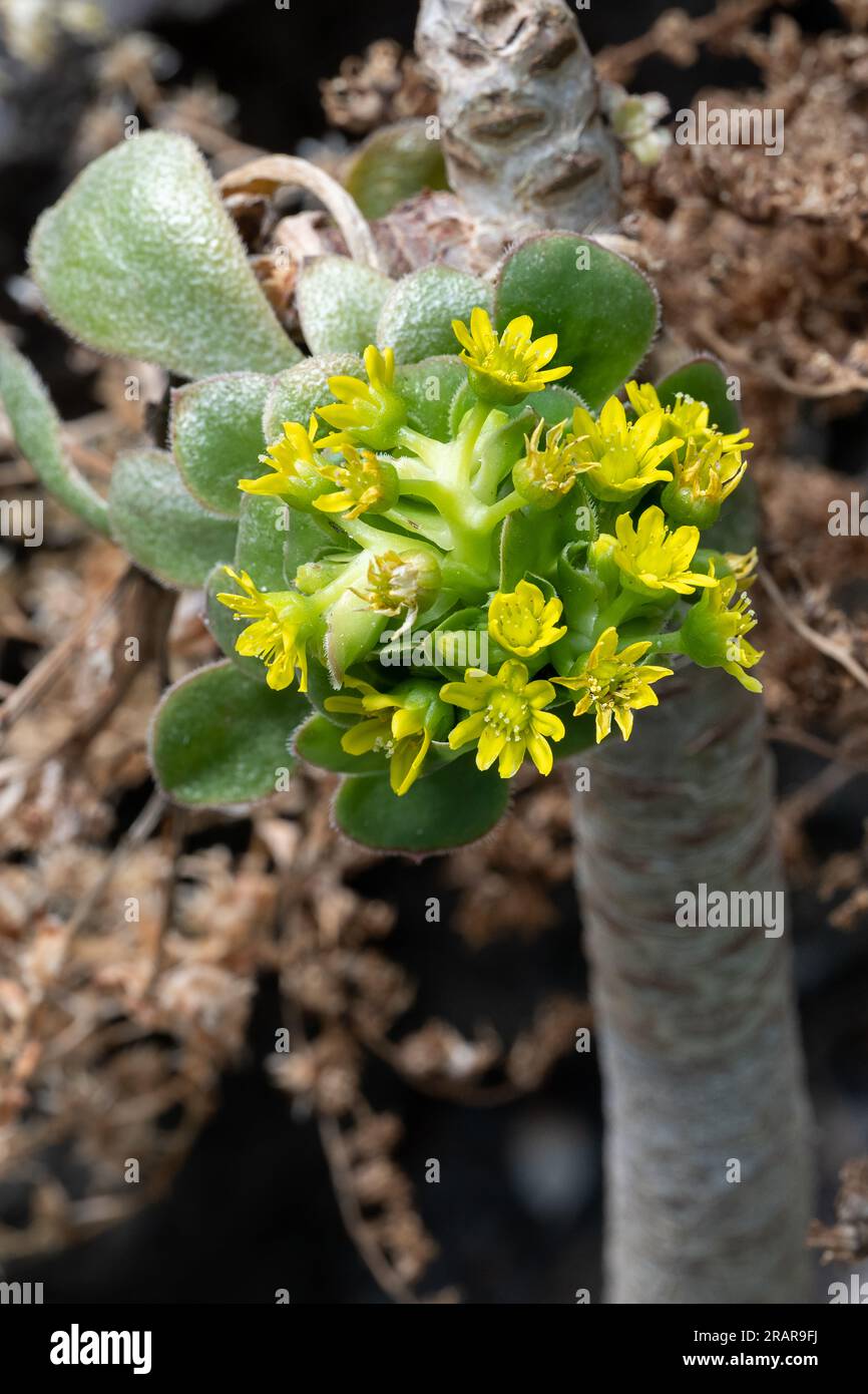 Aeonium urbicum, endemic in the Canary Islands, Tenerife, La Palma, Spain Stock Photo