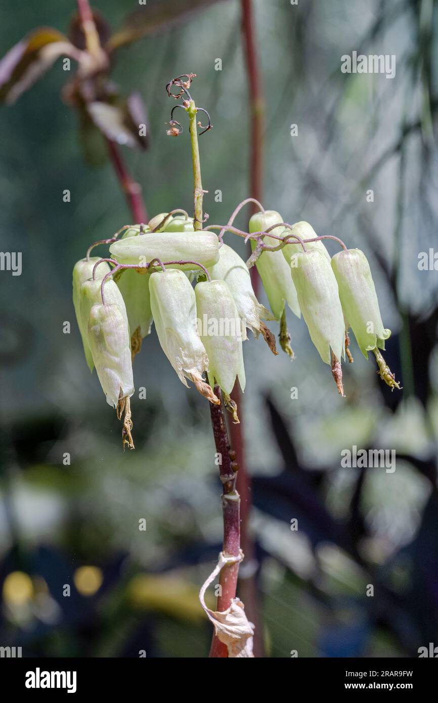 Beautiful Flower of Kalanchoe Pinnata. The natural range of Kalanchoe pinnata is Madagascar Stock Photo