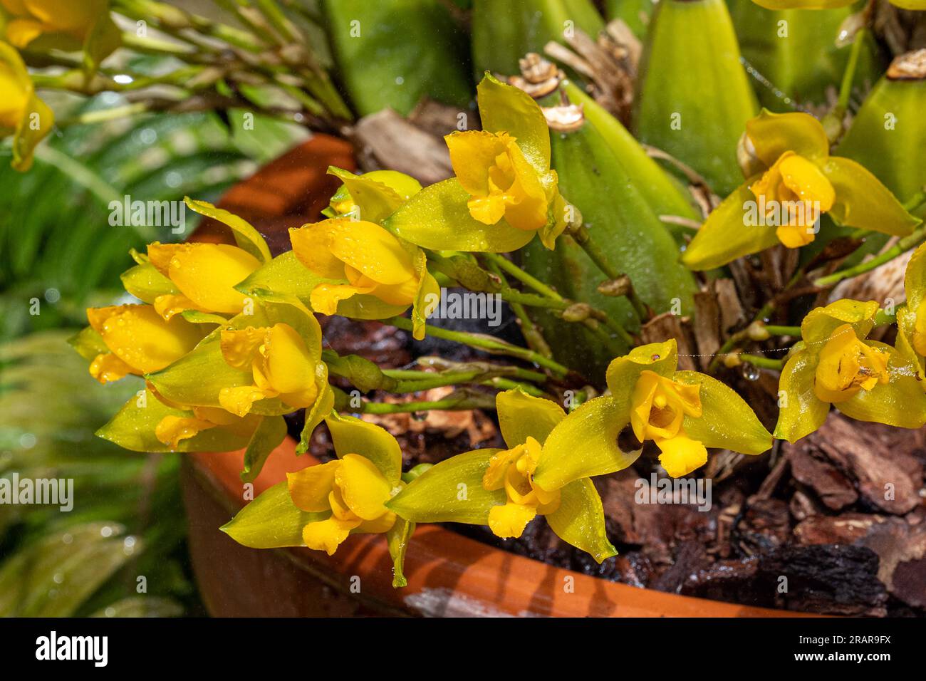 Lycaste aromatica, common name the sweet scented lycaste, is a species of flowering plant in the genus Lycaste of the family Orchidaceae. Stock Photo