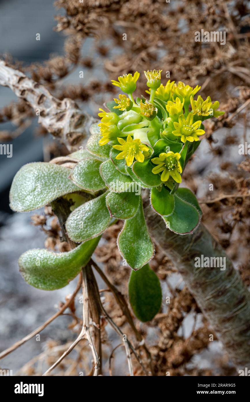 Aeonium urbicum, endemic in the Canary Islands, Tenerife, La Palma, Spain Stock Photo