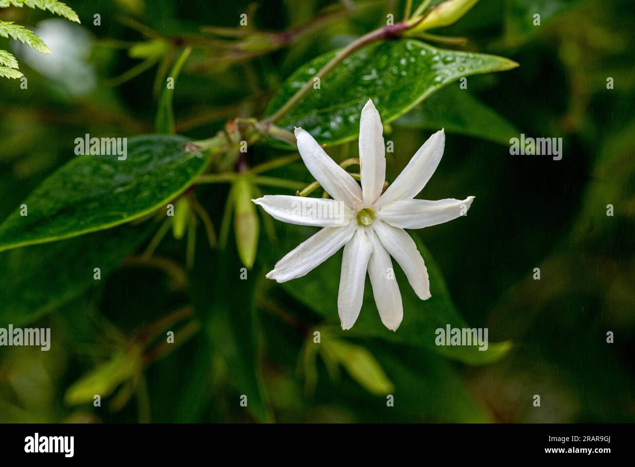 Angelwing jasmine (Jasminum nitidum). Called Shining jasmine, Confederate jasmine and Star jasmine also. Stock Photo