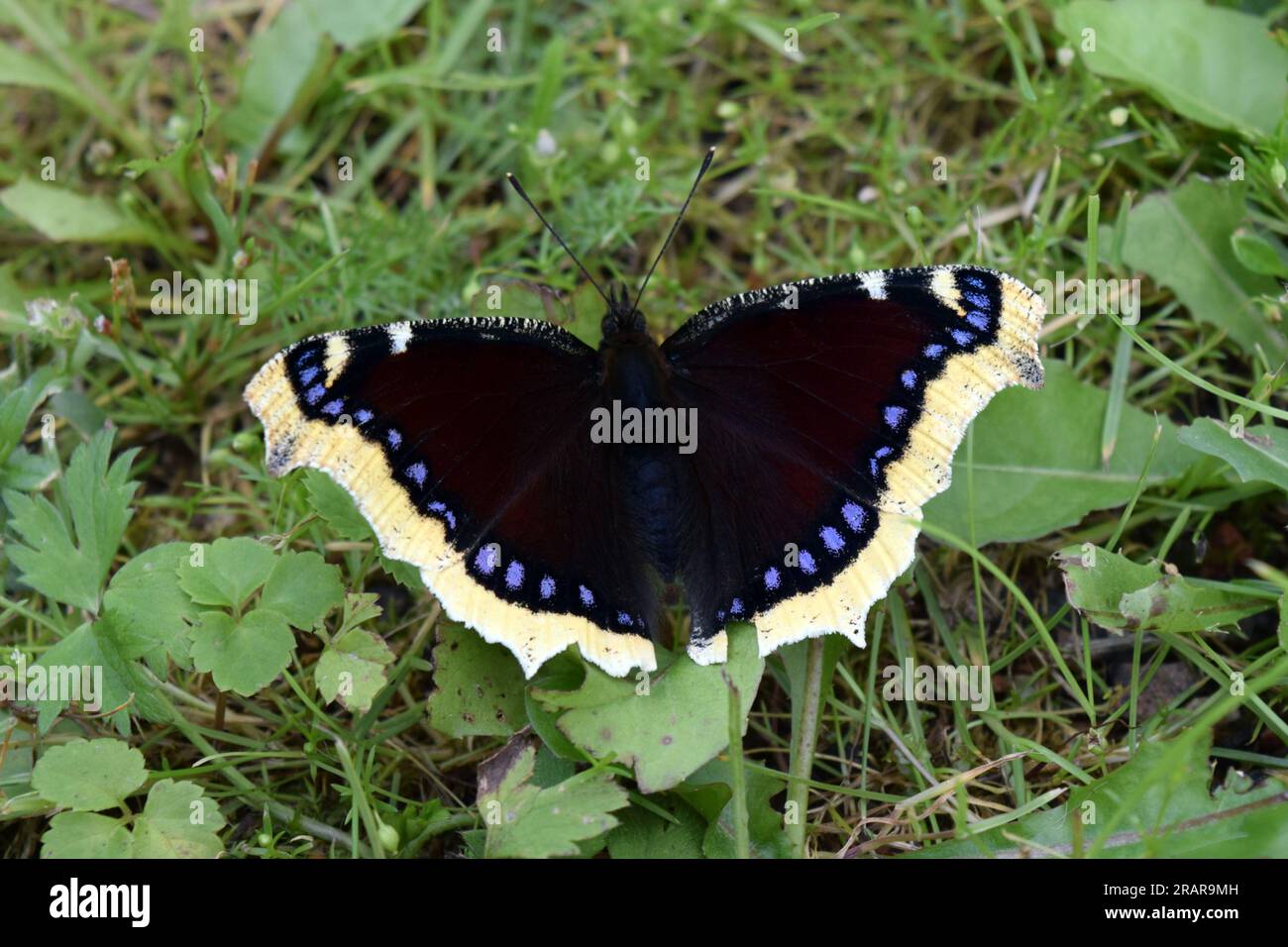 Camberwell beauty butterfly, Nymphalis antiopa Stock Photo