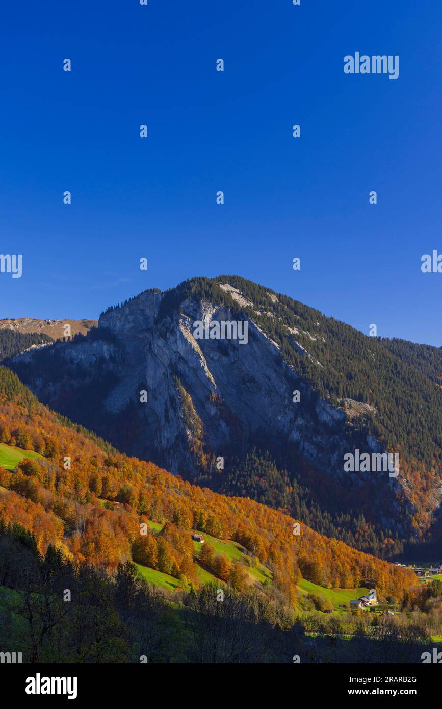 Nature wald hi-res stock photography and images - Alamy