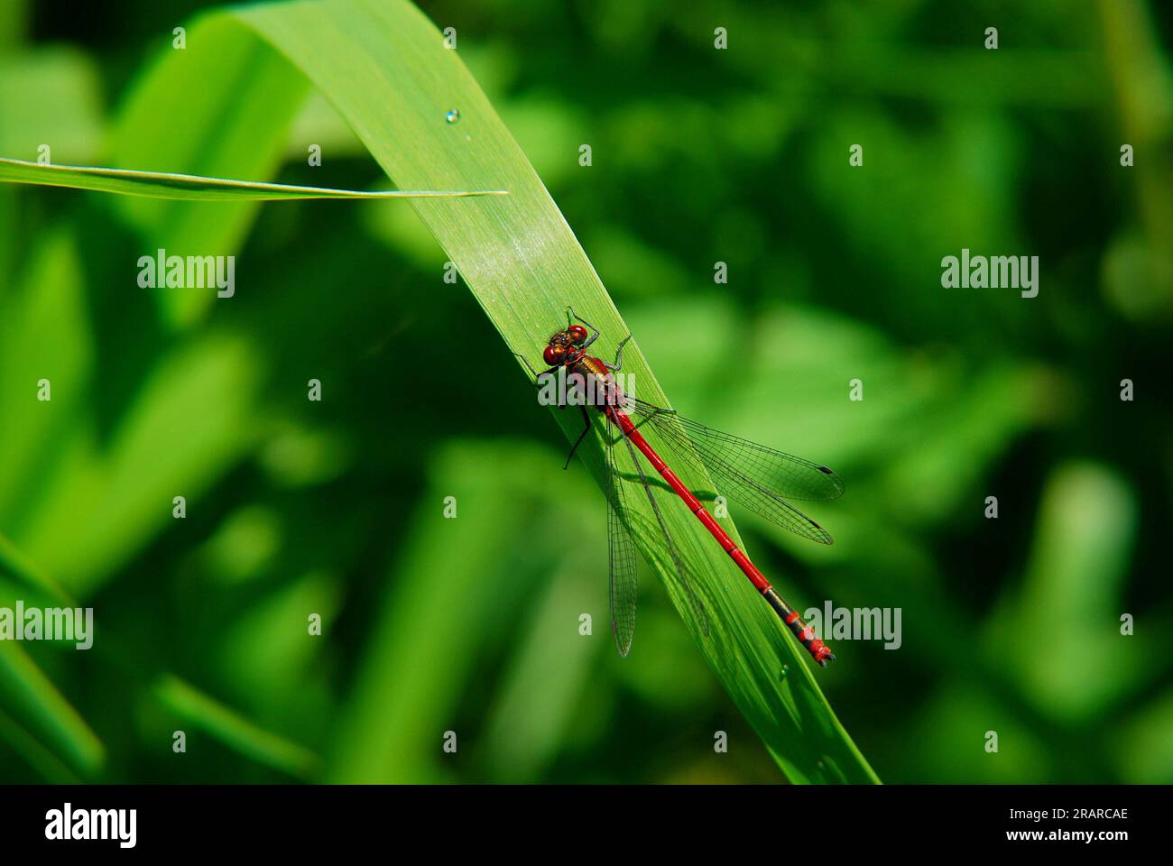Dragonflies and damselflies hi-res stock photography and images - Alamy