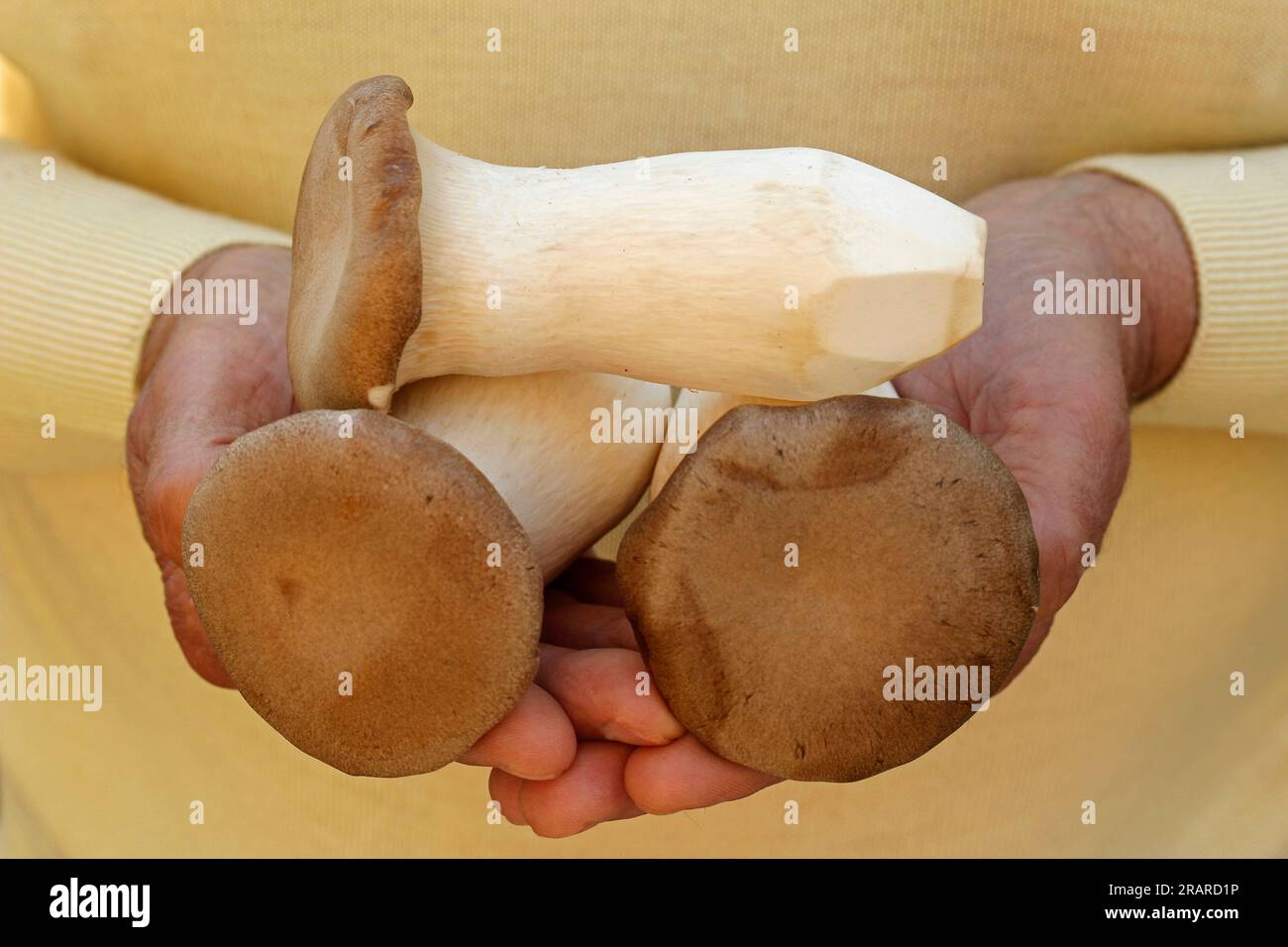 Eringi. King oyster mushroom. Pleurotus eryngii Stock Photo Alamy